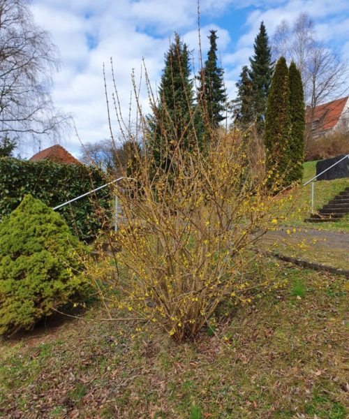 Frühling Friedhof