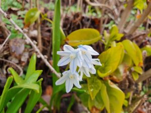 Frühling Friedhof