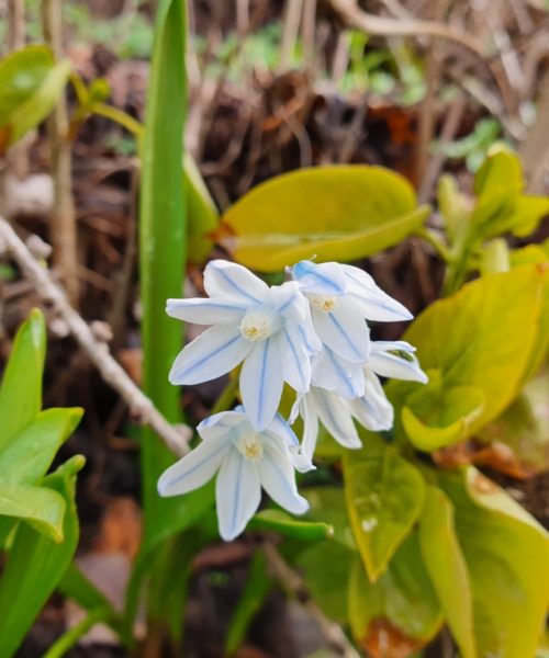 Frühling Friedhof