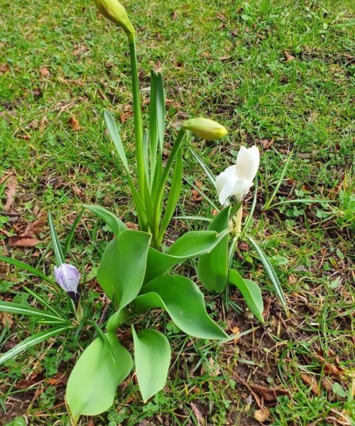 Frühling Kirchberg