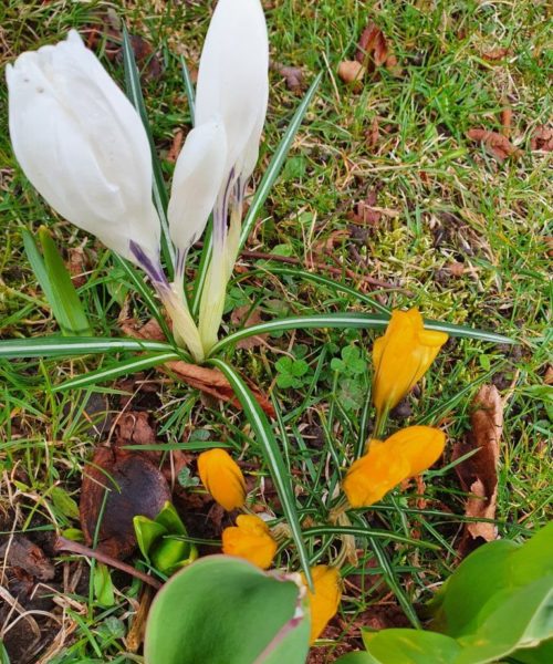 Frühling Kirchberg