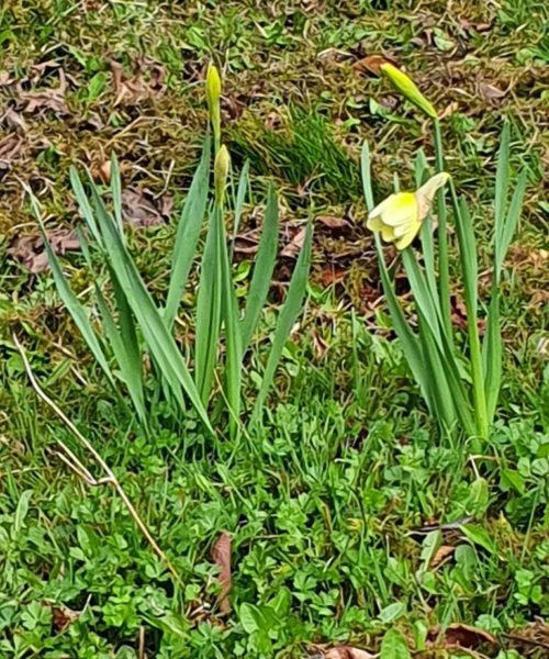 Frühling Kirchberg