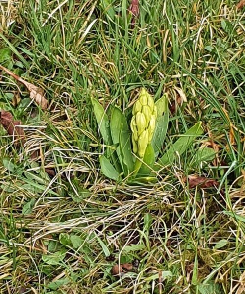 Frühling Kirchberg