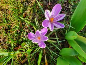 Frühling Kirchberg