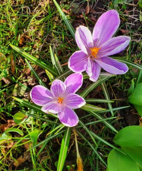 Frühling Kirchberg