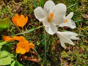 Frühling Kirchberg