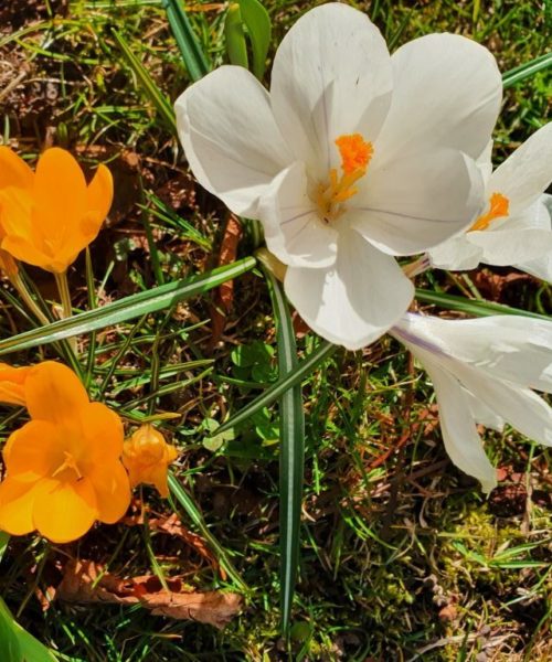 Frühling Kirchberg