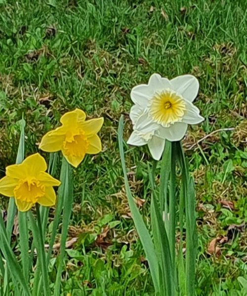 Frühling Kirchberg