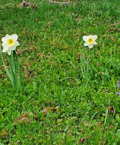 Frühling Kirchberg