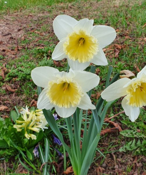 Frühling Kirchberg