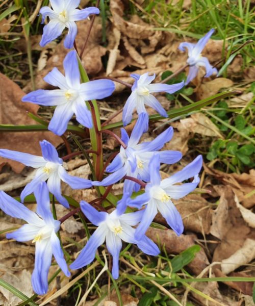 Frühling Friedhof