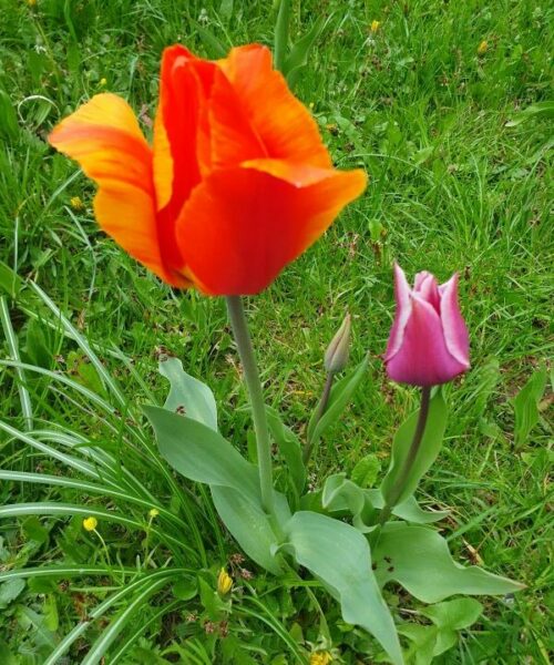 Tulpen Kirchberg