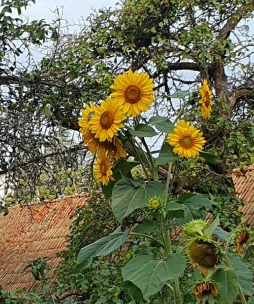 Martin-Luther-Haus, Sonnenblumen