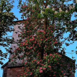 Kirche Hettenhausen Kastanienblüte