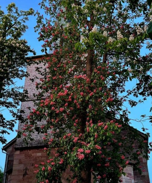 Kirche Hettenhausen Kastanienblüte