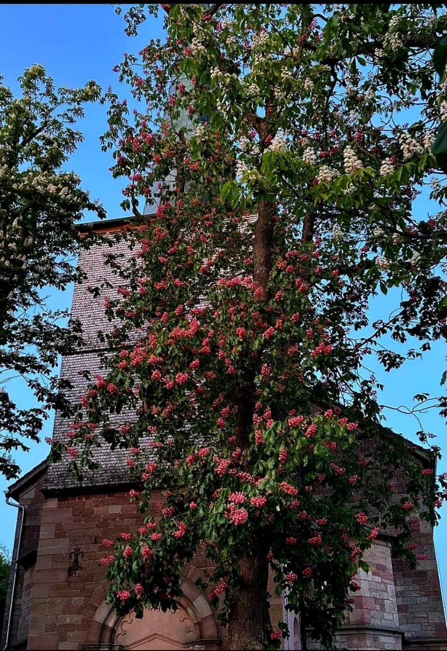 Kirche Hettenhausen Kastanienblüte