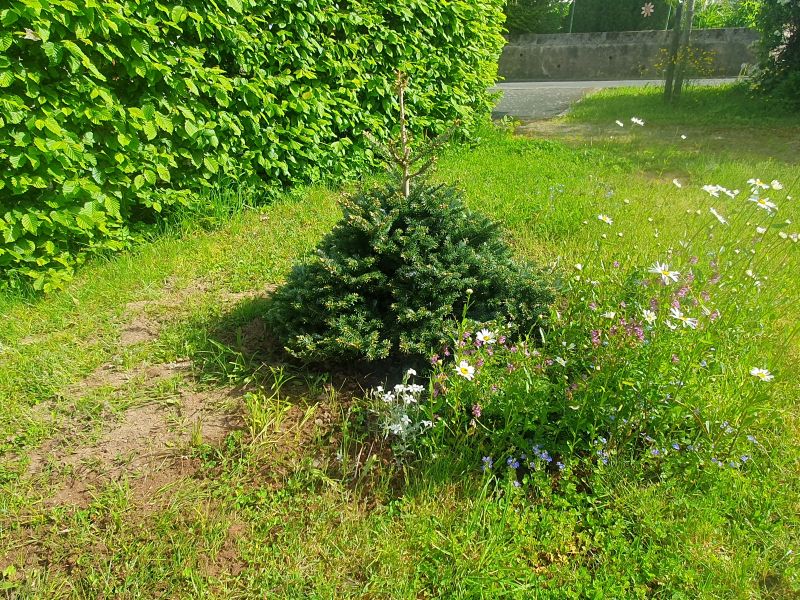 Pfingsten 2026, Konfirmation 2026